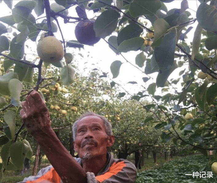村干部10天帮村民卖完5万斤梨